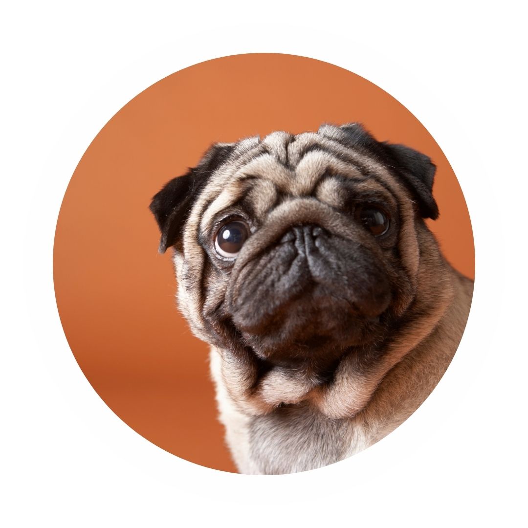 For Pet Parents LEUPP Watch